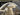 2026 Scout 195 Sport Dorado 19.417 feet, Rosedale, Ontario #9