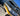 IIQ - Image